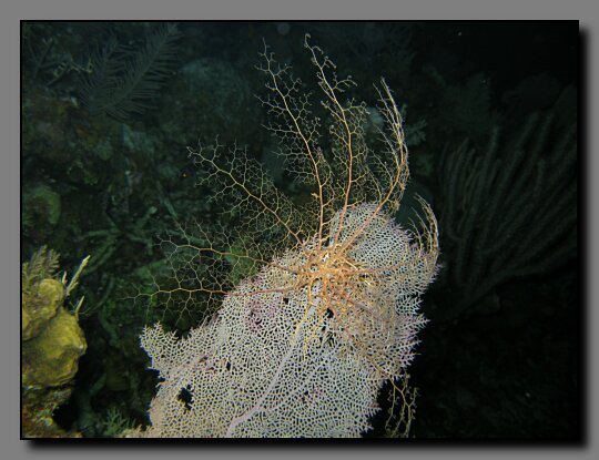 basket star on fan